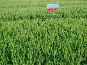 �Pݗ��5̖-С���N��-���r(n��ng)�l(f��)