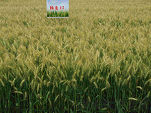 �P��17-С���N��-���r(n��ng)�l(f��)