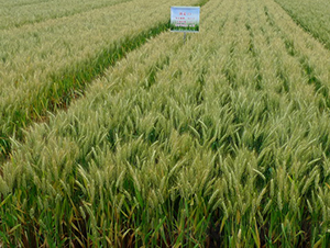 �P��13-С���N��-���r(n��ng)�l(f��)