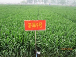 �庵9̖-С���N��-���r(n��ng)�l(f��)