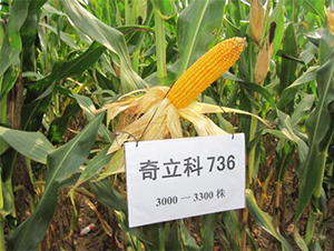 ������736-���׷N��-�r(n��ng)��N�I(y��)