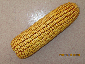 �B��16-���׷N��-�r(n��ng)��N�I(y��)