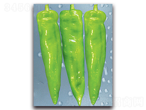 ʥ�Z-�����N��-����˹