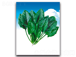 �پG-���˷N��-����˹