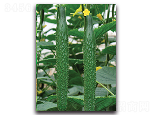 ��ʢ-�S�ϷN��-����˹