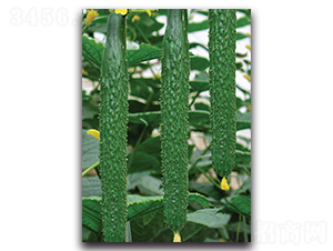 ���G108-�S�ϷN��-����˹