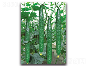 �����̖(h��o)-�S�ϷN��-����˹