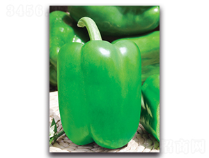 �ͷ���-�𽷷N��-����˹