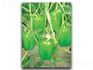 ����-�𽷷N��-����˹