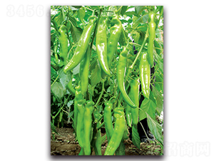 �fʢ-�𽷷N��-����˹