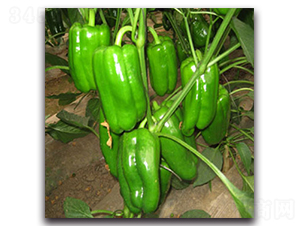 ���-�𽷷N��-����˹