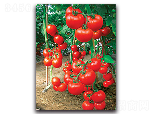 ؐ����-���ѷN��-����˹