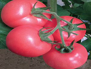 �����ȷ���-���ѷN��-����˹