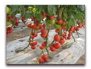 ���ȷ���-���ѷN��-����˹