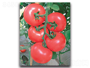 ِ������-���ѷN��-����˹