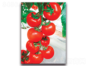 ؐ����-���ѷN��-����˹