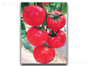 �e��-���ѷN��-����˹