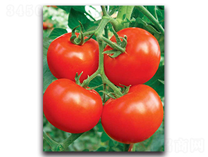 �Ƶ��_-���ѷN��-����˹