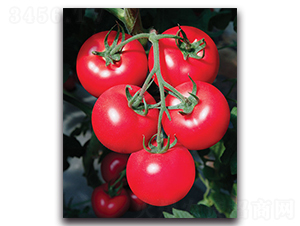 �ҵ�-���ѷN��-����˹