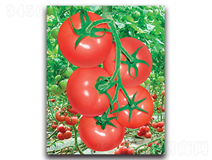 ���m�ٻ�-���ѷN��-����˹