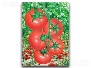 �P��-���ѷN��-����˹