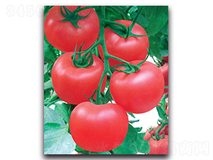 ����-���ѷN��-����˹