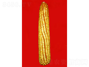 ���306-���׷N��-���N�I(y��)