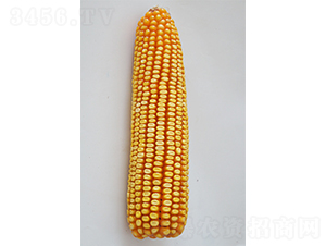 ���308-���׷N��-���N�I(y��)