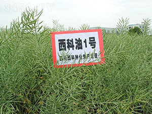 ������1̖(h��o)-�Ͳ˷N��-�����r(n��ng)�I(y��)