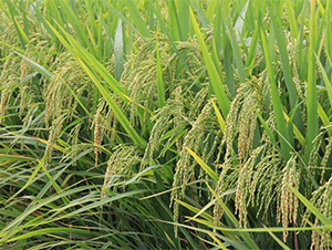 ����(y��u)3165-ˮ���N��-�����r�I(y��)