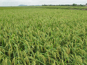 II��(y��u)818-ˮ���N��-�����r�I(y��)