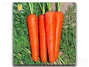 �A�Rʿ-���}���N��-���r(n��ng)�N��