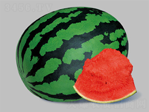 ʢ������-���ϷN��-����N�I(y��)