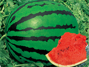 �t�M��-���ϷN��-����N�I(y��)