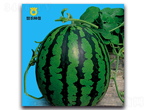 �\��-���ϷN��-���r(n��ng)�N��