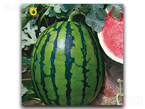 SN��ѩ-���ϷN��-���r(n��ng)�N��