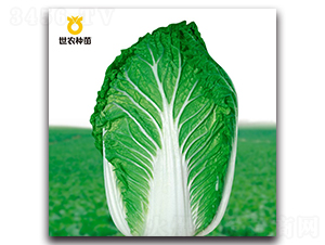 ����54-�ײ˷N��-���r(n��ng)�N��