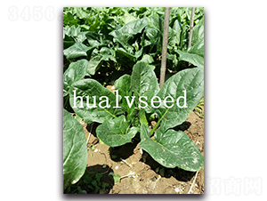 Ԫ������-���˷N��-�A�G