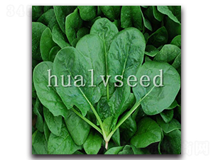 ��G2̖(h��o)-���˷N��-�A�G