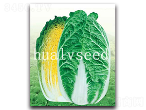 ϲ��-�ײ˷N��-�A�G