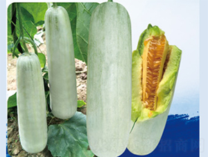 �����61-��ϷN��-����N�I(y��)