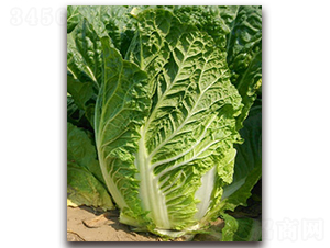 �(y��u)-�ײ˷N��-�S�{�N��