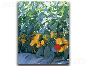 �S�-�𽷷N��-�S�{�N��