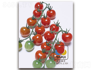 ���������ҷ��ѣ�-���ѷN��-�S�{�N��