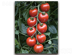 TI-101�����ҷ��ѣ�-���ѷN��-�S�{�N��