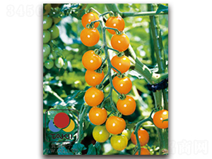 TI-144�����ҷ��ѣ�-���ѷN��-�S�{�N��