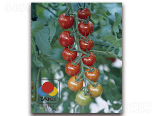 TI-09R�����ҷ��ѣ�-���ѷN��-�S�{�N��