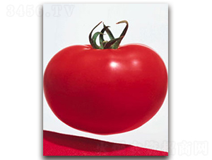 �Ҵ�磨�۹���-���ѷN��-�S�{�N��