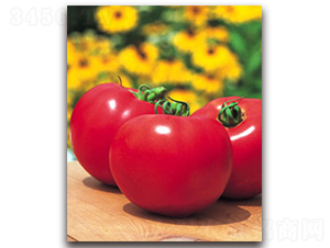 TI-08W���۹���-���ѷN��-�S�{�N��