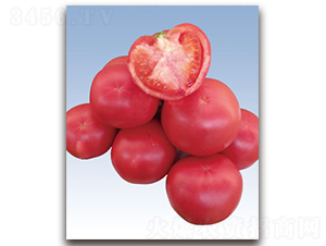 ��֮��ʯ���۹���-���ѷN��-�S�{�N��